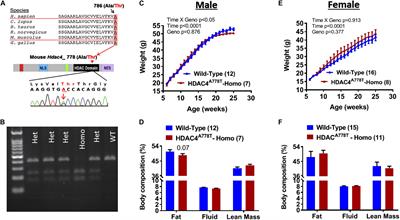 Behavioral Alterations in Mice Carrying Homozygous HDAC4A778T Missense Mutation Associated With Eating Disorder